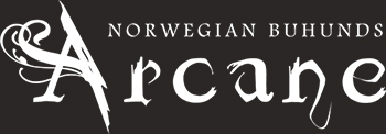 Arcane Norwegian Buhunds